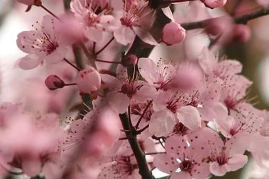 Top Cherry Blossom Flower Hd Images For Pinterest