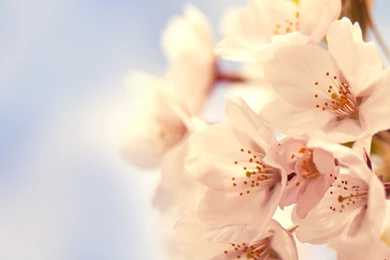 1920x1080 Cherry Blossom Desktop PC And Mac Wallpapers