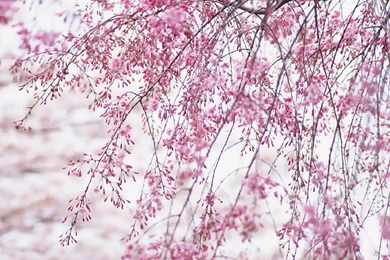 Free Wallpapers   Free Flower Wallpapers   Cherry Blossom Wallpapers ...