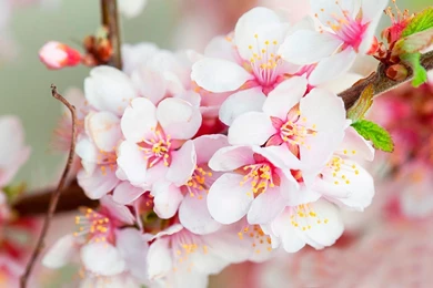 Pink Cherry Blossom Wallpapers 27957