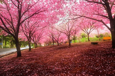 Cherry Blossom Spring Wallpapers Nature Season Of Cherry Blossom ...