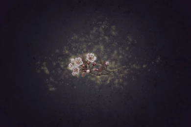 Desktop Wallpapers Calendar April 2013: Cherry Blossom Magic ...