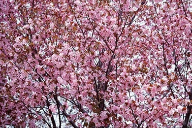 Free Wallpapers   Free Flower Wallpapers   Cherry Blossom Wallpapers ...