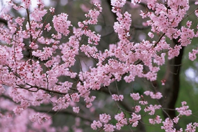 Cherry Blossom Spring Trees Wallpapers X