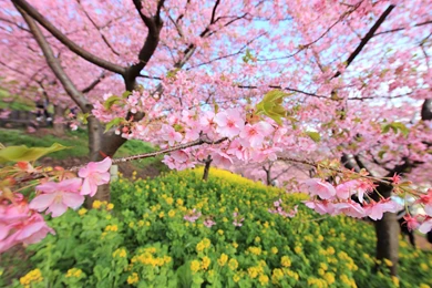 Cherry Blossom Tree Wallpapers Photo