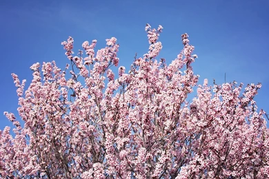 Lovely Clusters   The Pretty Blog Www.lovelyclustersblog.com ...