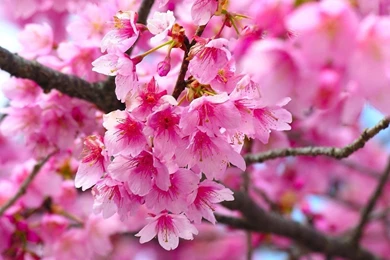 1024x768 Cherry Blossom Desktop PC And Mac Wallpapers