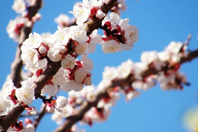 Fresh Spring Cherry Blossoms On A Branch Wallpapers 24158