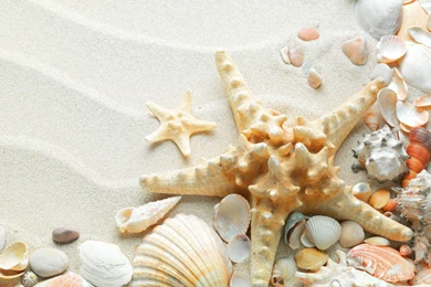 Sea Shells On The Sand.jpg