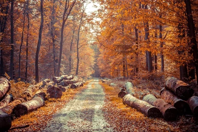 Autumn 2 Wallpapers :: HD Wallpapers