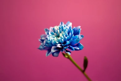 Blue In Pink Backgrounds