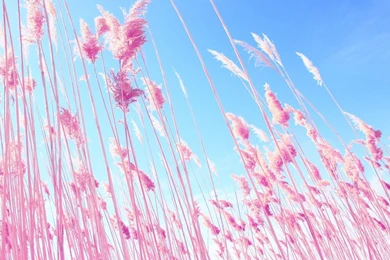 Pink Desktop   Desktop Backgrounds