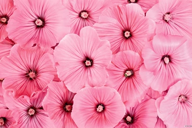 Pink Flower Wallpapers Desktop Backgrounds
