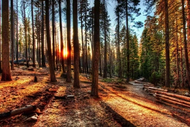 Lovely HDR Nature Wallpapers