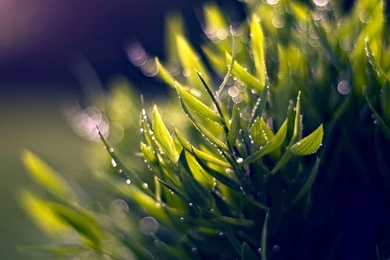 Nature Macro HD Wallpapers