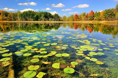 Pond HD Wallpapers