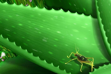 Desktop Wallpapers · Gallery · HD Notebook · Katydid 1366x768 ...