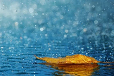 Download Wallpapers 1366x768 Leaf, Drops, Rain, Autumn, Water ...