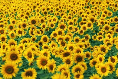 Sunflower Wallpapers   Best Car 2015