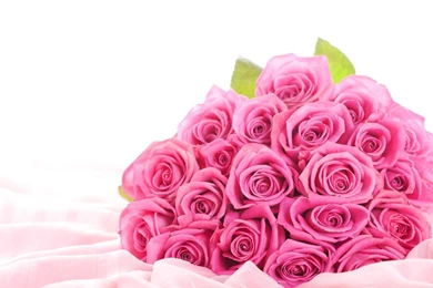 Wallpapers Rose Flower