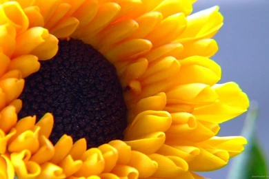 Download 1600x900 Sunflower Wallpapers