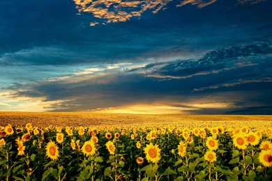 Sunflower wallpaper 1.jpg