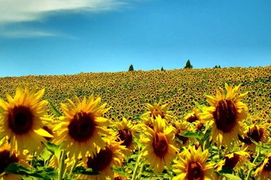 Sunflower Field Wallpapers   Flower Wallpapers