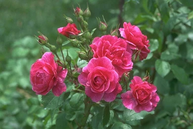 Images Of Flowers And Roses Download