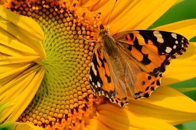 Butterfly On Sunflower HD Desktop Wallpapers : High Definition ...
