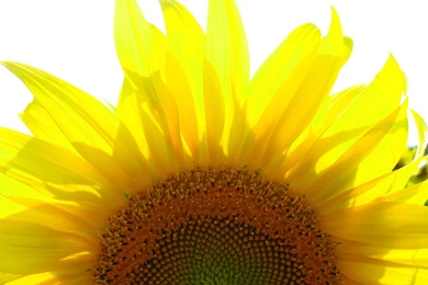 Sunflower Photo Free   High Resolution Pictures Wallpapers   Free ...