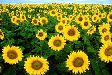 140738d1372314826 sunflower sunflower picture .jpg