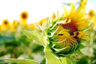 Sunflower Wallpaper HD   Magic4Walls.com