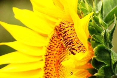 Sunflower Wallpapers/pictures/Photos/Photography16   Wallcoo.net