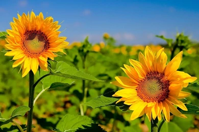 HD Best Desktop Wallpapers: Sunflower Wallpapers