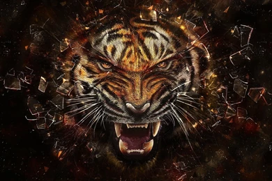 Tiger Desktop Wallpapers
