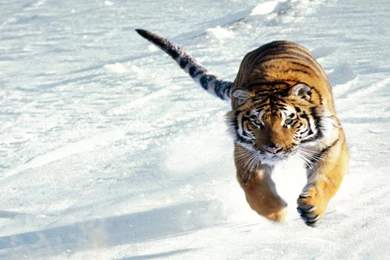 Tiger wallpaper hd widescreen 24.jpg
