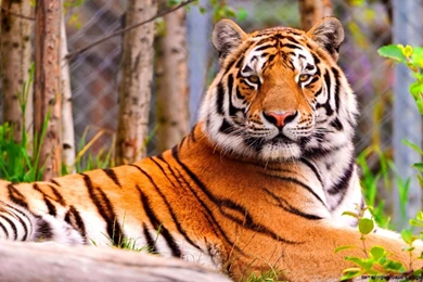 Tiger Wallpapers High Resolution