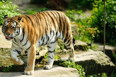 Tigers Angry Wild Tiger Running In Forest Wallpapers Hd 1080p ...