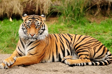 Hd Tiger Wallpapers Widescreen GRS17