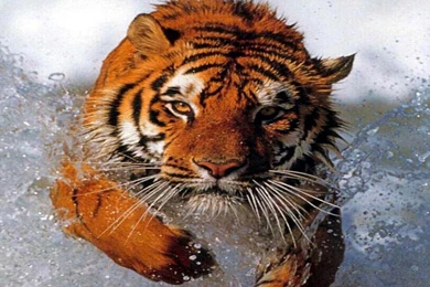 Running Tiger Water Widescreen Wild Animlas Hd Wallpapers   (