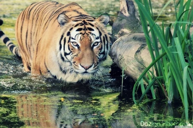 Tiger HD Desktop Wallpapers : Widescreen : High Definition ...