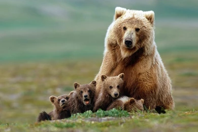 Baby Grizzly Bears   Wallpaper.