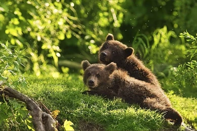 Tween Bears HD Wallpapers