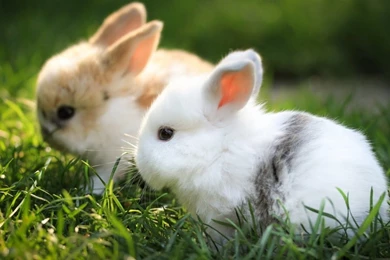 Animal Hd Wallpapers,high Resolution Pics Of Animal Pics,free ...