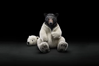 Costume Bears Polar Bears Black Bear Wallpapers
