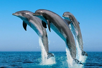 Dolphins HD Wallpapers   Download FRee Dolphins HD Wallpapers ...