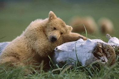 Wallpapers, Tree Trunk, Trunk Bears Wallpapers, And View Bears Bear