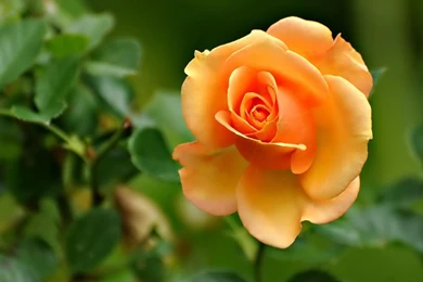 Wallpaper: Laptop Wallpapers