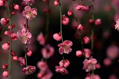 Laptop Wallpapers 6   Best Wallpapers Collection