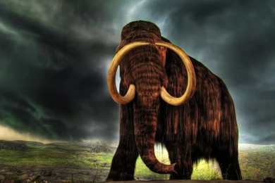 Animals Wallpapers Hd 1366x768   HD 3D Unique Wallpapers